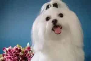 我家马尔济斯犬患上窝咳总咳嗽如何是好(马尔济斯)