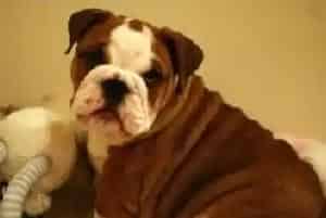 介绍适用于斗牛犬喂药的两种方法(英国斗牛犬)