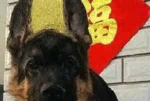 喂德国牧羊犬吃药有什么绝招(德国牧羊犬)
