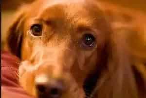 美味零食不可少 喂食金毛犬方法要正确(金毛)