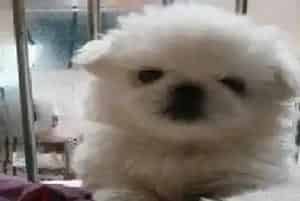 狗狗实用手册 如何正确的给京巴犬佩戴牵引绳(京巴狗)