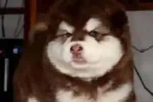 阿拉斯加犬腿窝有个黄色脓包是什么东西(阿拉斯加犬)