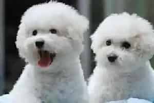 谈一谈定期给比熊犬梳洗毛发的重要性(比熊犬)