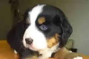 伯恩山犬最近老流口水是正常现象吗(伯恩山犬)
