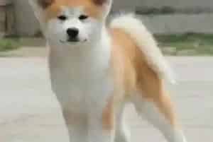 秋田犬患犬窝咳能给它喝蜂蜜水润肺吗(秋田犬)
