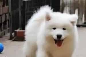 给银狐犬吃驱虫药片的简单方法(银狐犬)