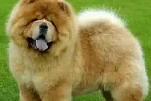危险植物总汇 松狮犬应该离得远远的植物(松狮犬)