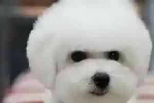 两个月大的比熊犬适合吃什么狗粮 求介绍(比熊犬)