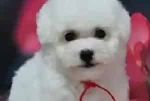 如何给比熊犬做狗窝呢 求答案(比熊犬)