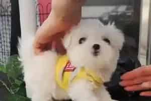 马尔济斯犬适合用什么牌子的沐浴露(马尔济斯)