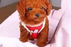 不懂事的泰迪犬在窝里撒尿怎么办(泰迪犬)