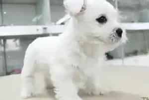 面对西高地的犬窝咳大家做好准备了吗(西高地)