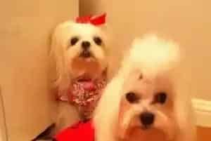 喂养马尔济斯犬如此简单 给家人最好的喂养全书(马尔济斯)