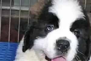圣伯纳犬老是喜欢抓痒用什么沐浴露止痒(圣伯纳犬)