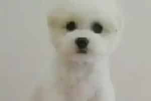 当比熊犬咳嗽时主人们应该给它吃什么药(比熊犬)