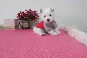 清新天使 西高地犬身体异味如何解决(西高地)