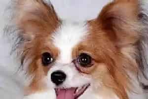 给蝴蝶犬打虫的药品选择(蝴蝶犬)