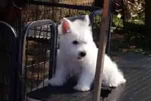 饲养西高地犬一定避免狗狗爬楼梯(西高地)
