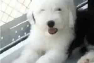 可以用强生沐浴露给古代牧羊犬洗澡吗(古代牧羊犬)