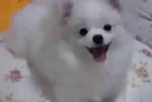 生活小能手之饲主如何给银狐犬自制沐浴露(银狐犬)