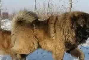 危险品曝光 高加索犬不可以接触的家庭用品有哪些(高加索犬)