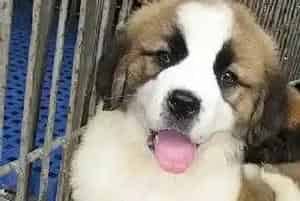 圣伯纳犬咳嗽干呕被诊犬窝咳该怎么治疗(圣伯纳犬)