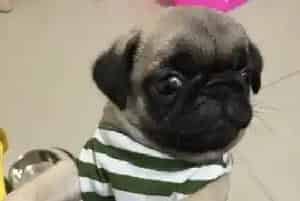 巴哥犬老在自己窝里大小便怎么训练(巴哥犬)