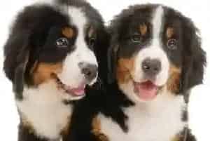 选购500问 如何给伯恩山犬挑选到合适的狗窝(伯恩山犬)