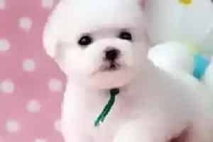 比熊犬要生宝宝主人需要准备哪些用品(比熊犬)