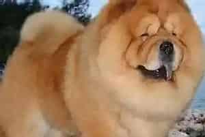 训练有素之科学给松狮犬佩戴牵引绳(松狮犬)