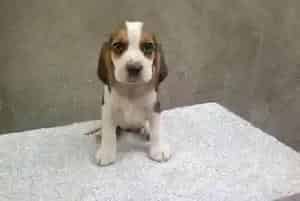 比格犬咳嗽有痰,流鼻涕不吃东西是怎么了(比格犬)