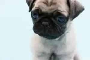 巴哥犬O型腿补钙会好吗(巴哥犬)