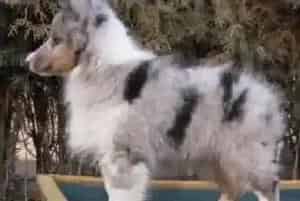 如何科学的给喜乐蒂犬补充维生素(喜乐蒂)