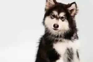 文明习惯养成法 怎样固定阿拉斯加犬的便溺地点(阿拉斯加犬)