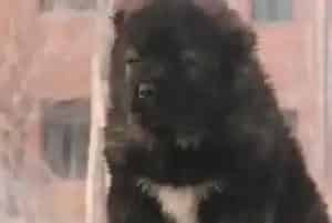 高加索犬不喜欢在自己窝里面睡觉的原因(高加索犬)