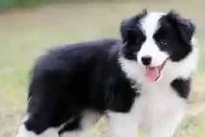 边境牧羊犬吃金若瑞狗粮有味道而且还脱毛怎么回事(边境牧羊犬)