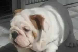为什么我的斗牛犬不爱搭理我老卧在窝里睡觉(英国斗牛犬)