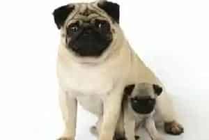 我的巴哥犬快要做妈妈了需要准备什么用品(巴哥犬)