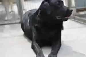 轻松饲养好帮手 拉布拉多犬必备的生活用品有哪些(拉布拉多)