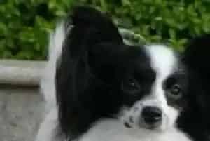 家庭用品之汽车垫对蝴蝶犬有哪些好处(蝴蝶犬)