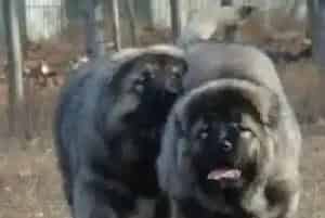 高加索犬的饮食管理有哪些要点(高加索犬)