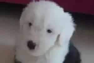 1岁多的古代牧羊犬为什么还喜欢在自己窝里拉粑粑(古代牧羊犬)