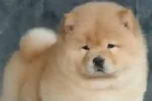 松狮犬身上有螨虫请问用什么沐浴露洗澡呢(松狮犬)