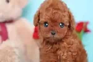 贵宾犬最近不喜欢睡在窝里会不会感冒(贵宾犬)
