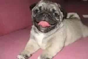 用什么沐浴露给巴哥犬洗澡好(巴哥犬)