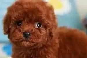 4个多月的贵宾犬戴上牵引绳为什么不会走路(贵宾犬)