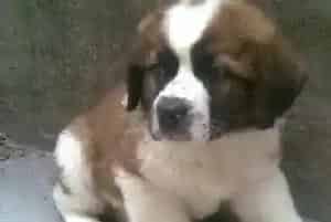 圣伯纳犬用什么沐浴露洗澡好(圣伯纳犬)