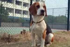 专业清洁 挑选比格犬沐浴露时避免两大误区(比格犬)