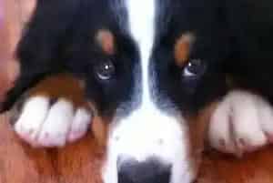 小狗学堂之巧用报纸训练伯恩山犬文明如厕(伯恩山犬)