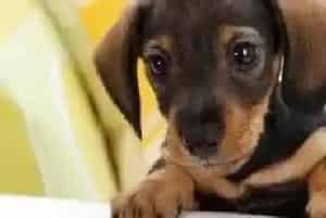 腊肠犬老喜欢睡在床边不肯睡狗窝怎么回事(腊肠犬)